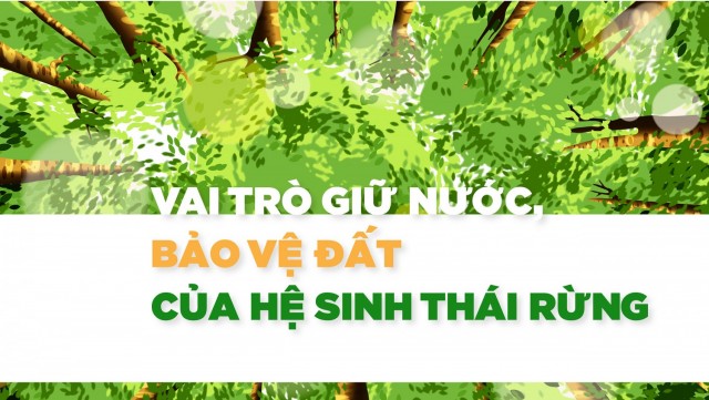 Vai trò giữ nước, bảo vệ đất của hệ sinh thái rừng