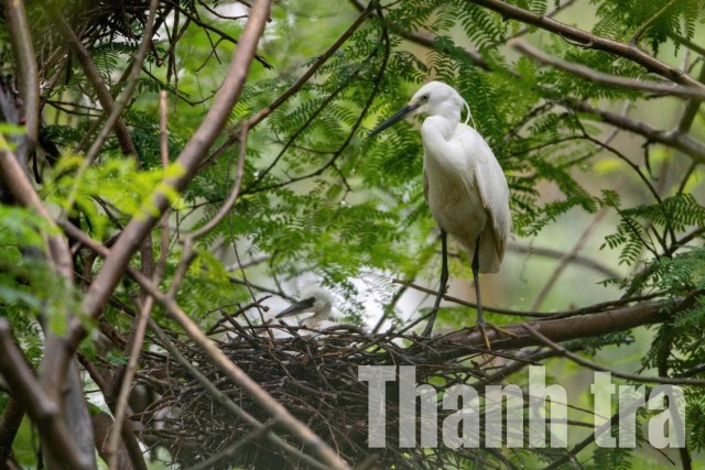 Giảm án không giảm cầu: Bài toán bảo vệ động vật hoang dã